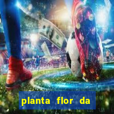 planta flor da fortuna como cuidar