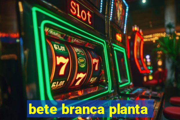 bete branca planta