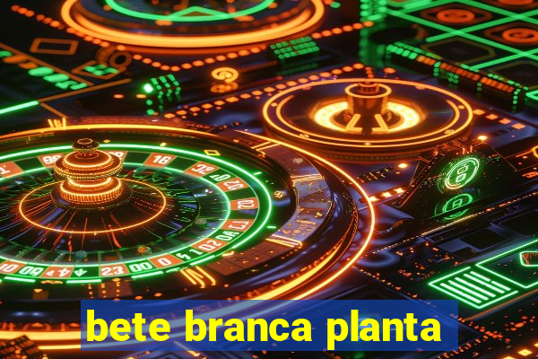 bete branca planta