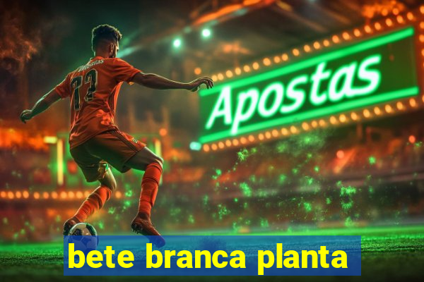 bete branca planta