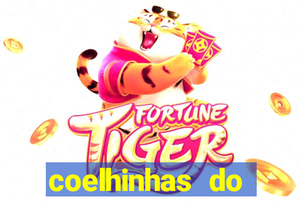 coelhinhas do brasil recife