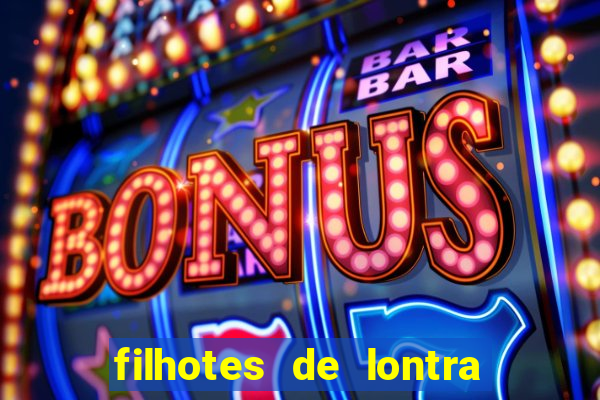 filhotes de lontra para vender