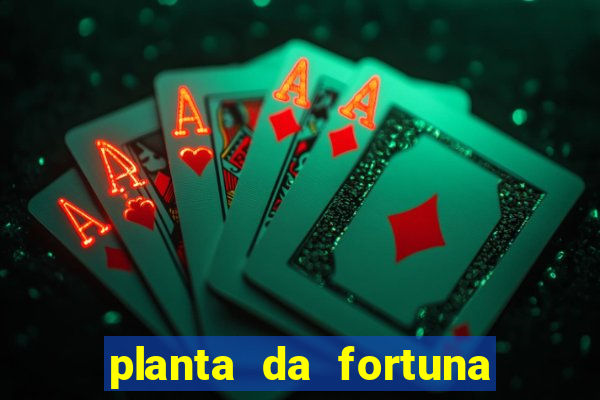 planta da fortuna e felicidade