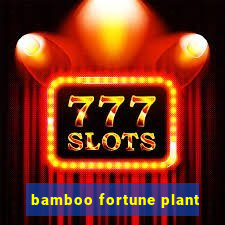 bamboo fortune plant