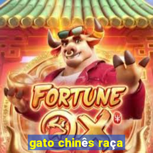 gato chinês raça